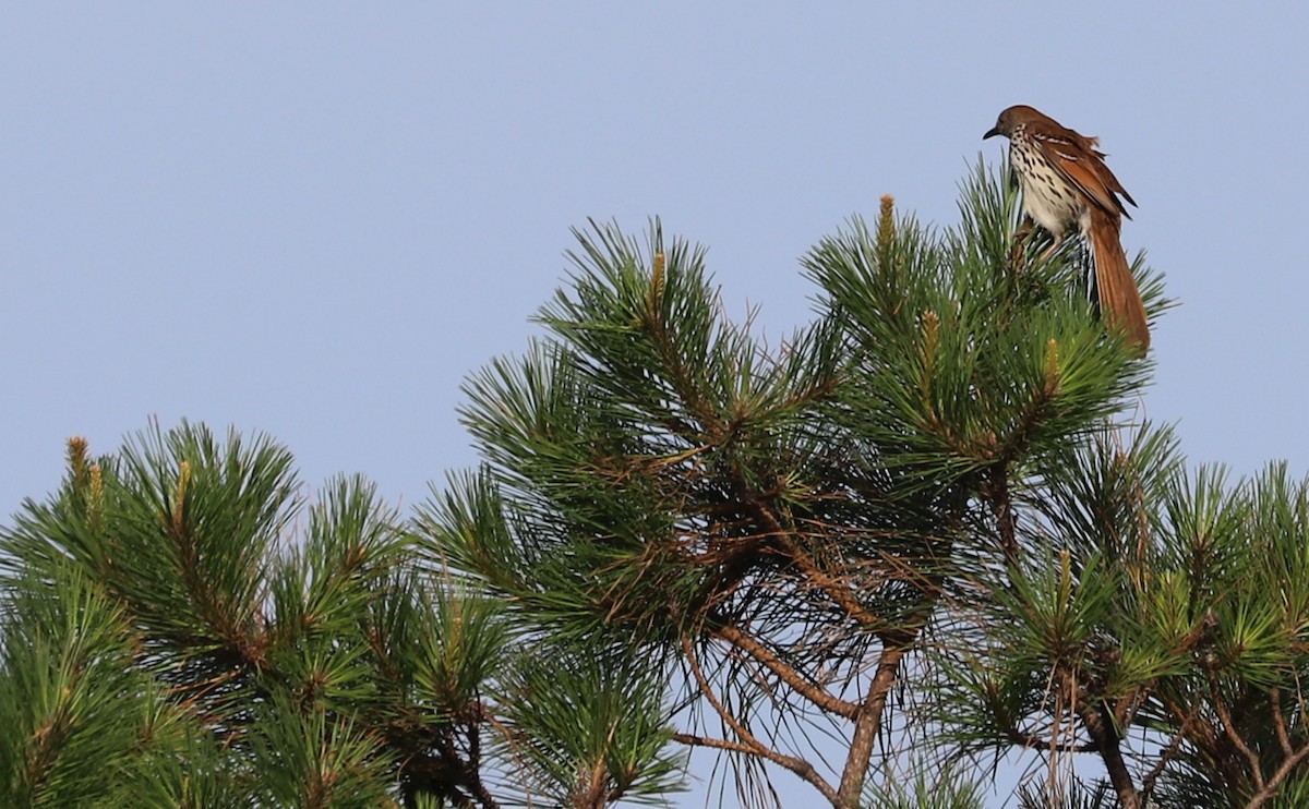 Brown Thrasher - ML620278855