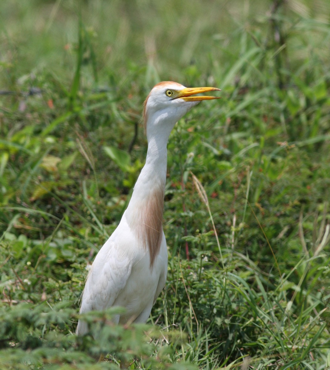 Western Cattle Egret - ML620278856