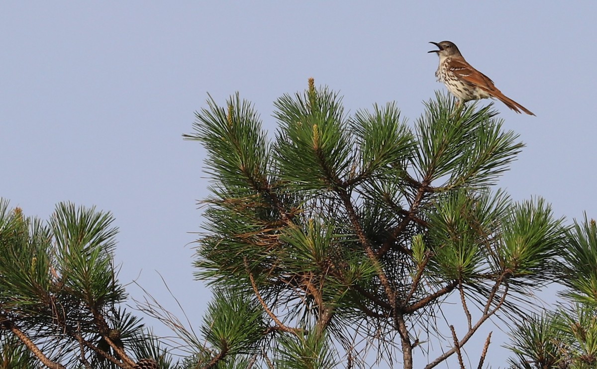 Brown Thrasher - ML620278857