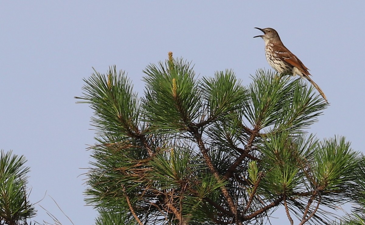 Brown Thrasher - ML620278861