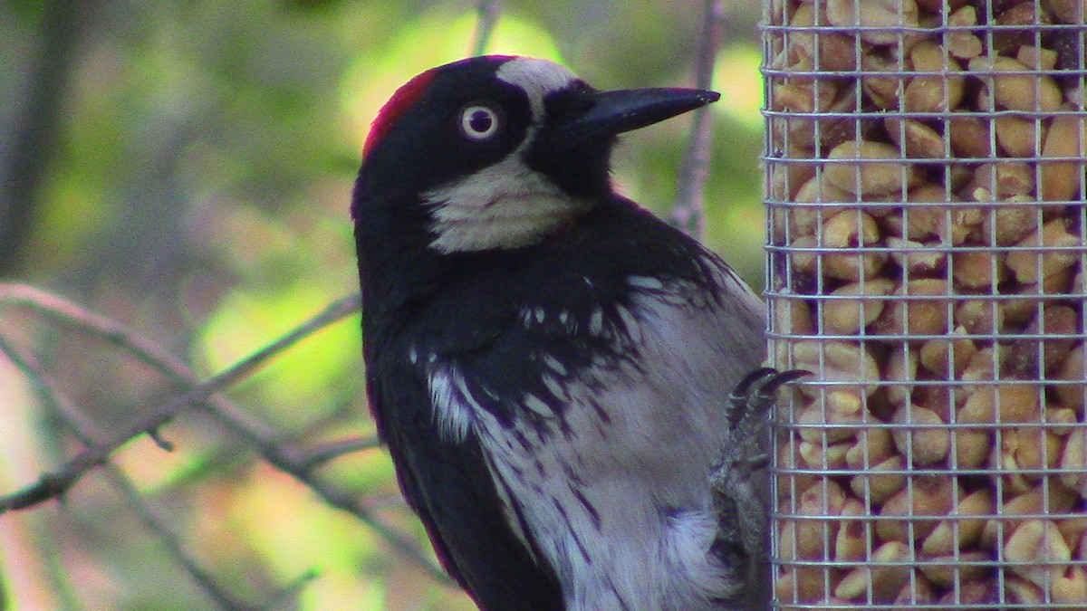 Acorn Woodpecker - ML620278862