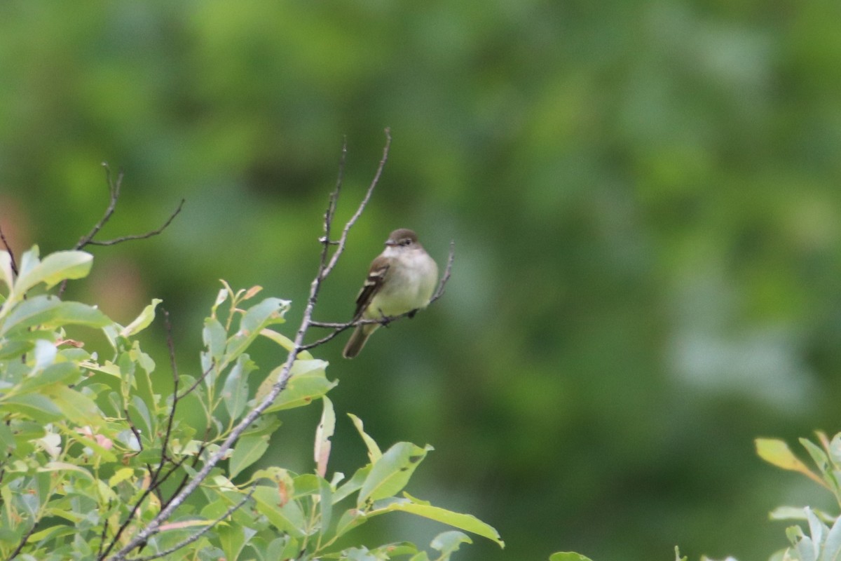 Alder Flycatcher - ML620278863