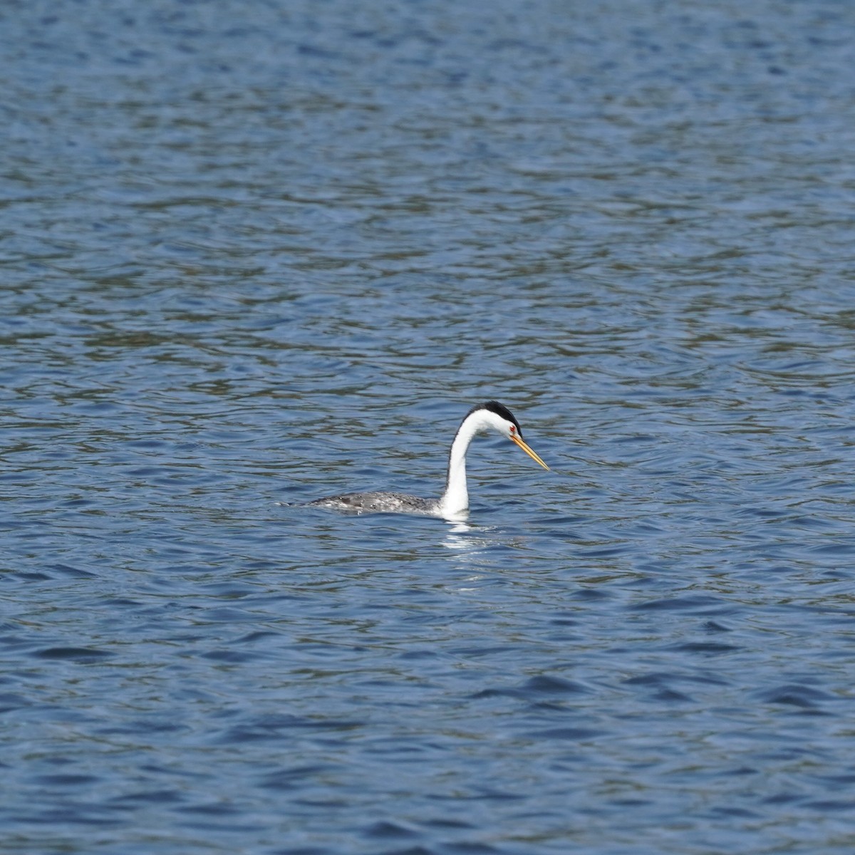 Clark's Grebe - ML620278873