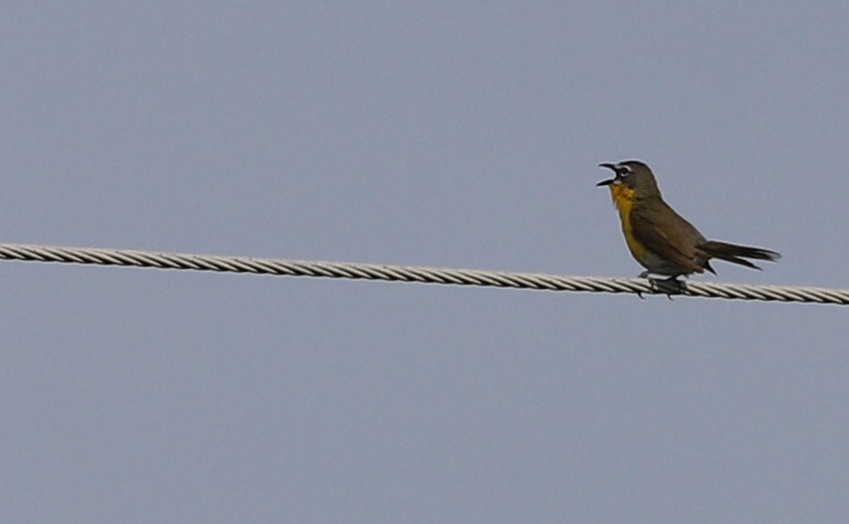 Yellow-breasted Chat - ML620278881