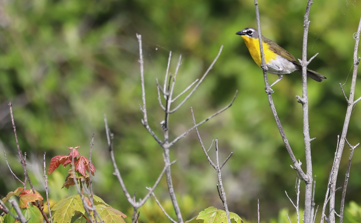 Yellow-breasted Chat - ML620278889
