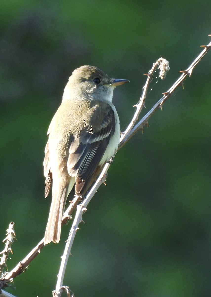 Willow Flycatcher - ML620278891