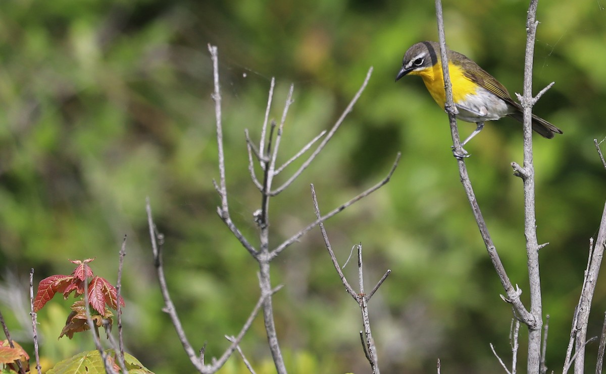Yellow-breasted Chat - ML620278892