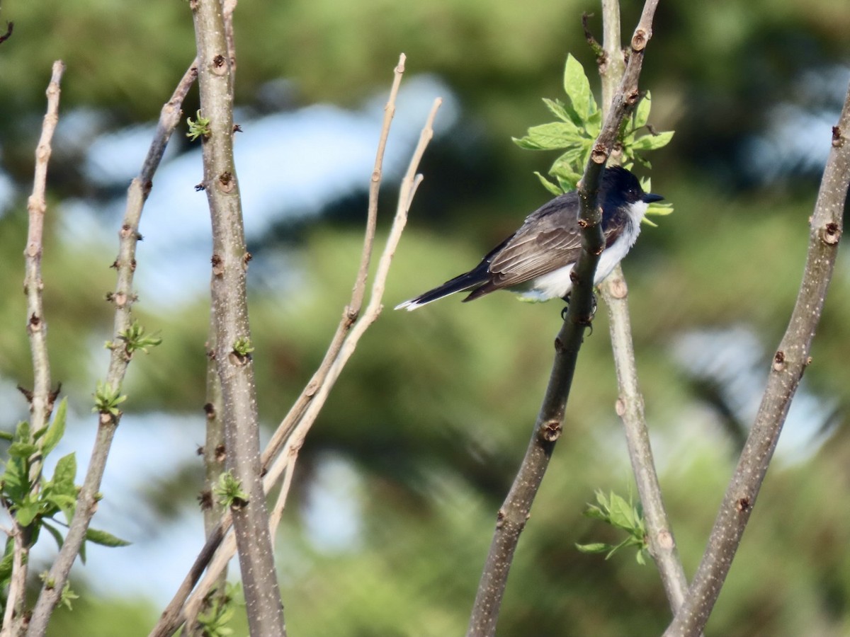 Eastern Kingbird - ML620278897