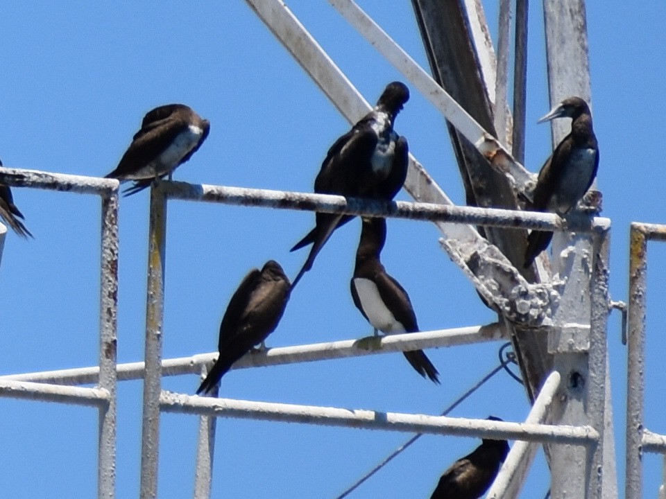 Brown Booby - ML620278907