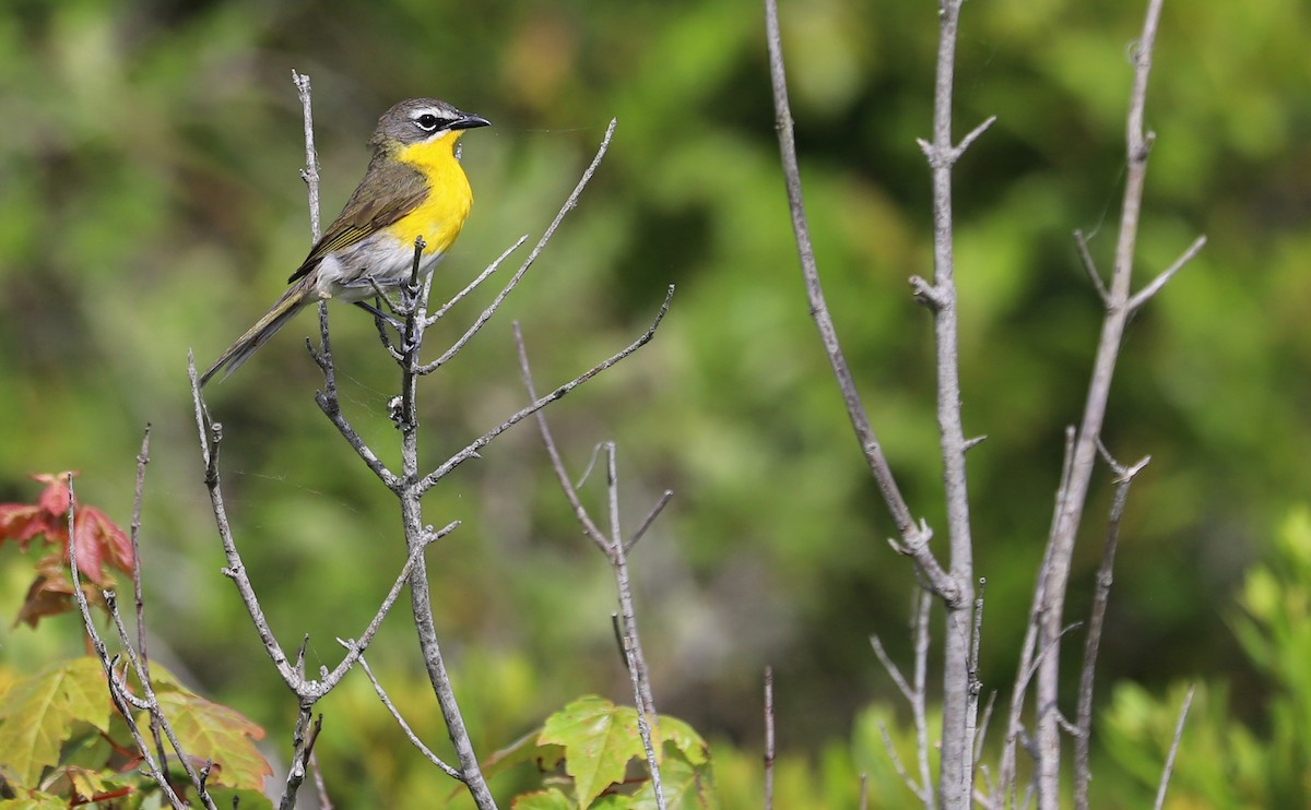 Yellow-breasted Chat - ML620278909