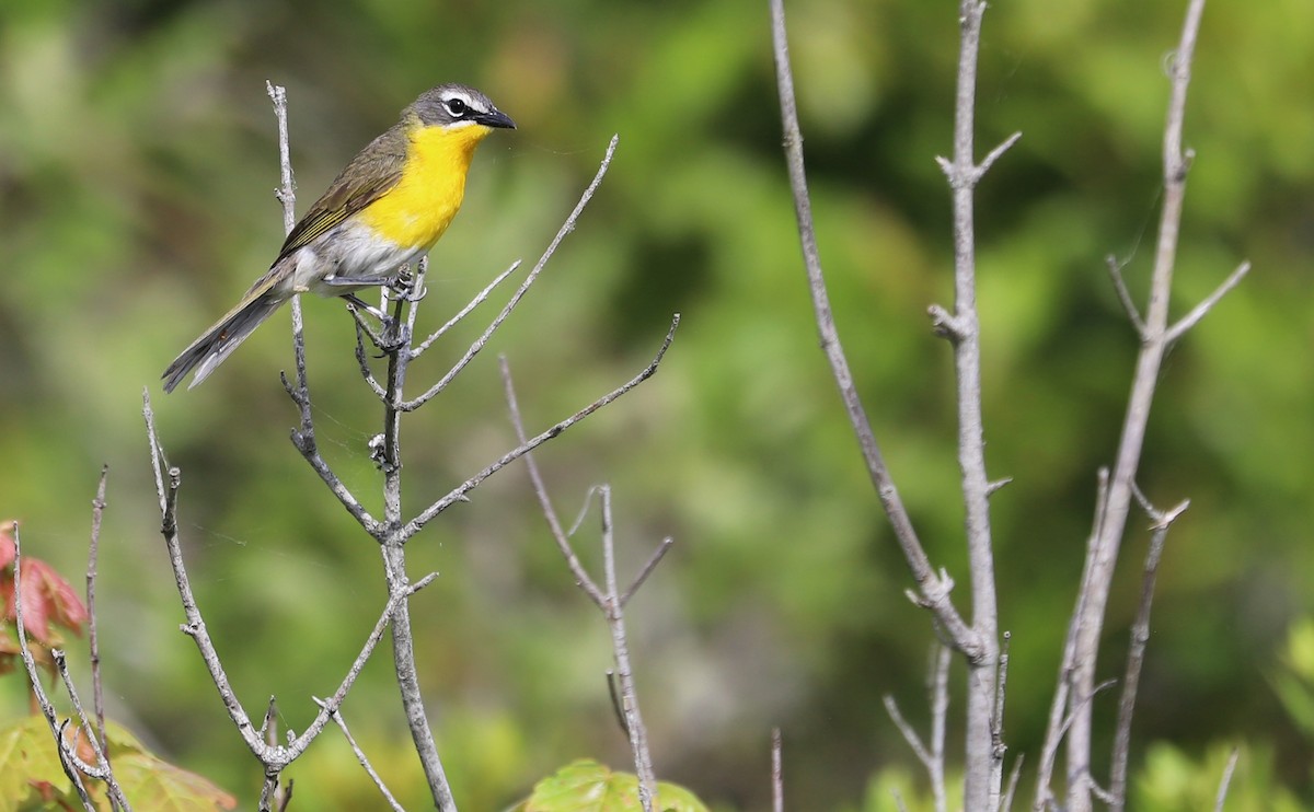 Yellow-breasted Chat - ML620278912