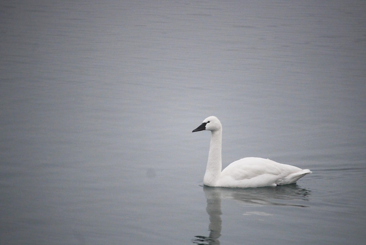 Tundra Swan - ML620278914