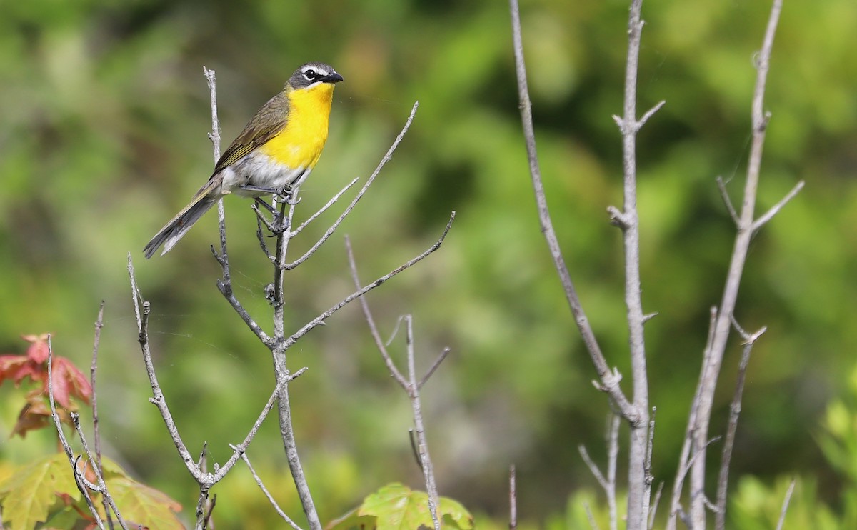 Yellow-breasted Chat - ML620278915