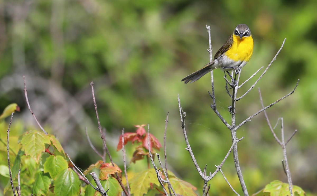 Yellow-breasted Chat - ML620278919