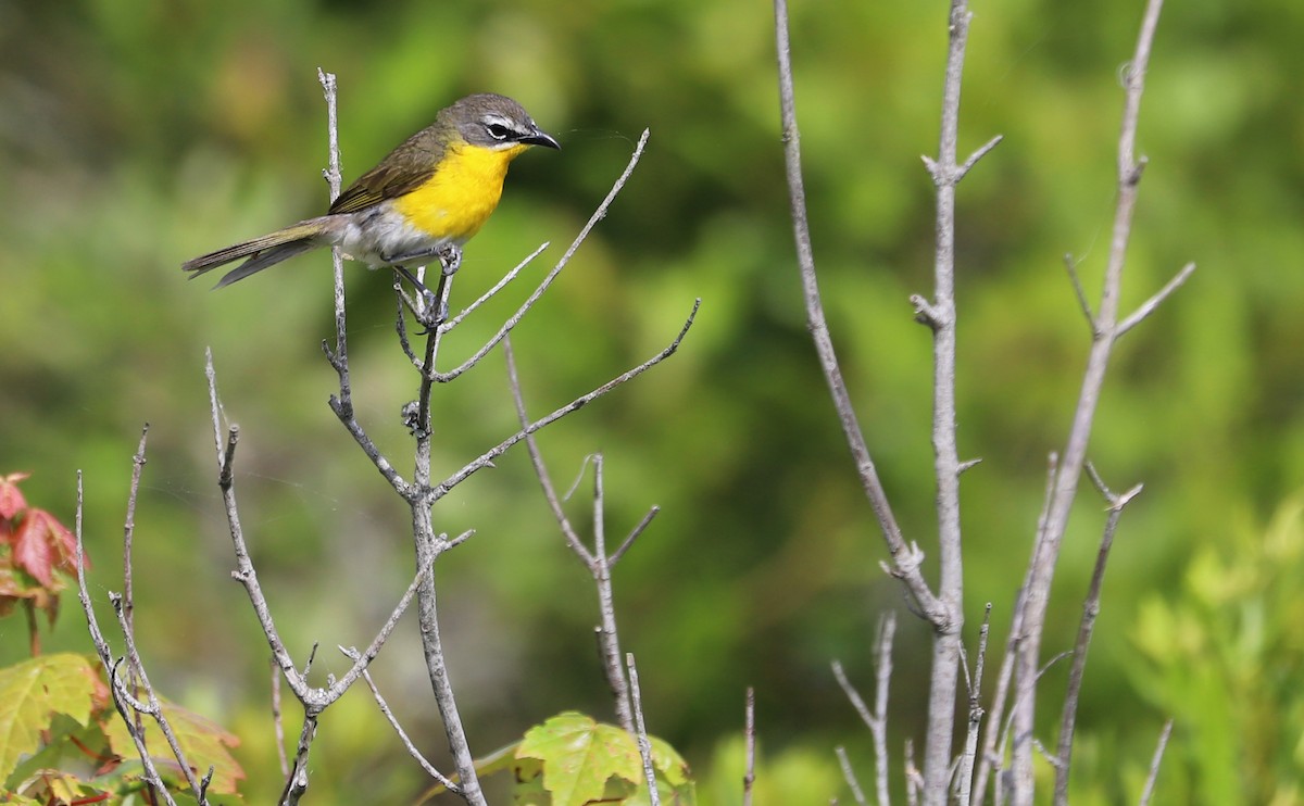 Yellow-breasted Chat - ML620278922