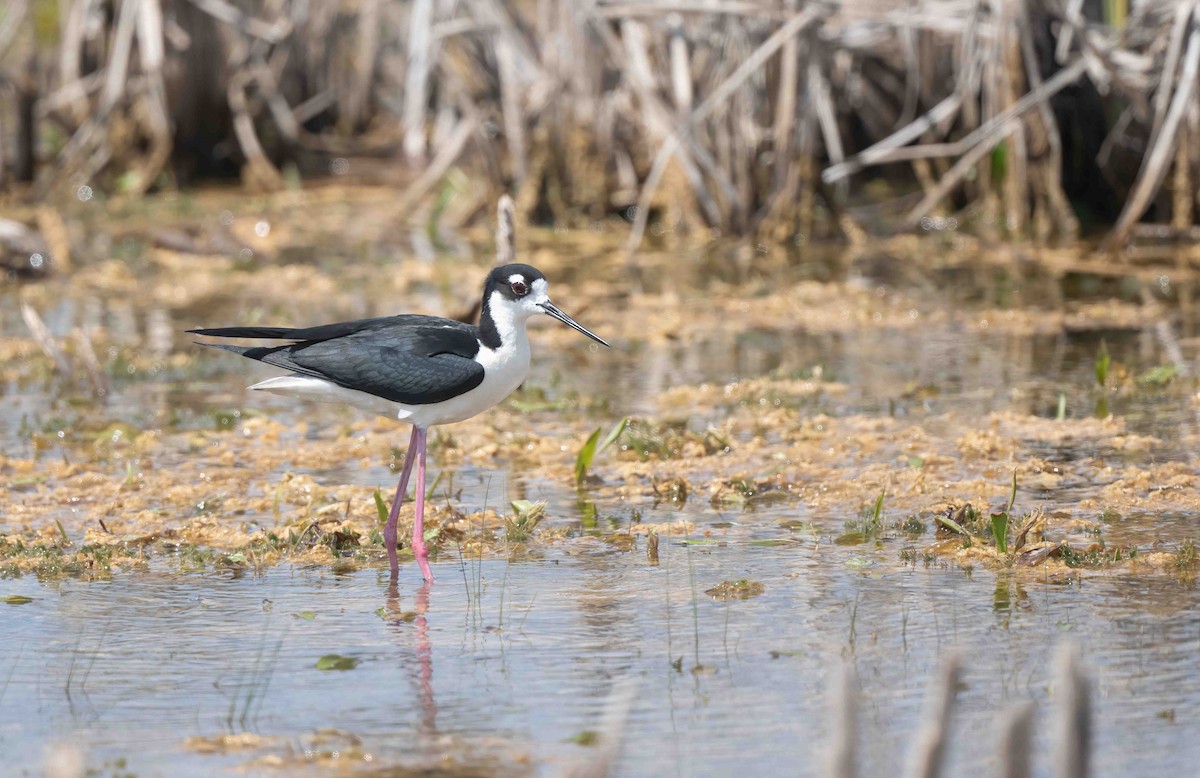 Black-necked Stilt - ML620278923