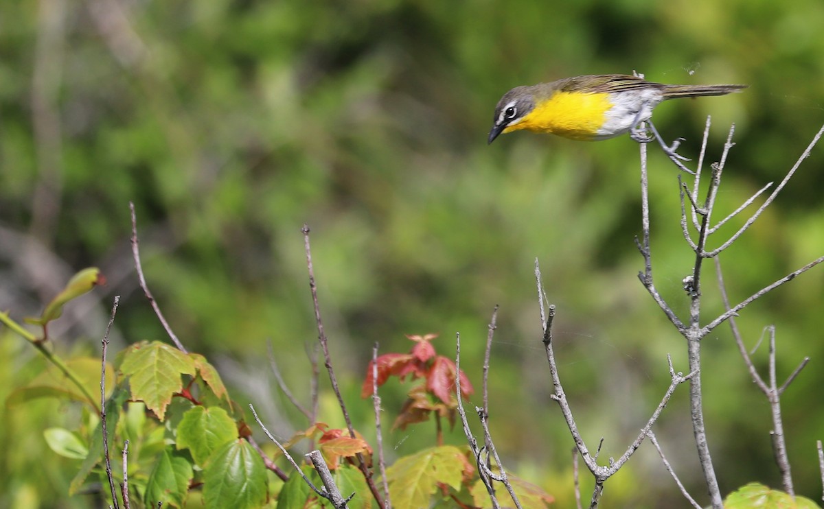 Yellow-breasted Chat - ML620278926
