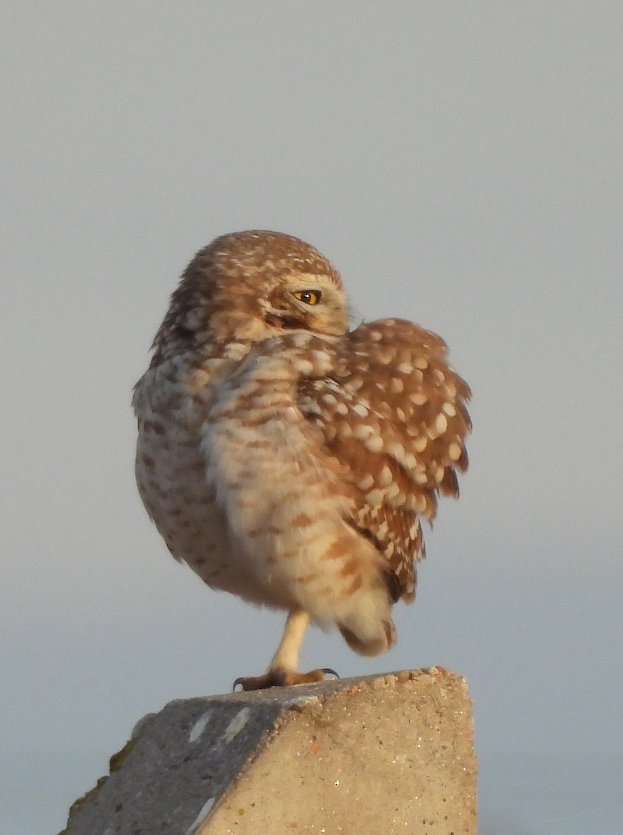 Burrowing Owl - ML620278927