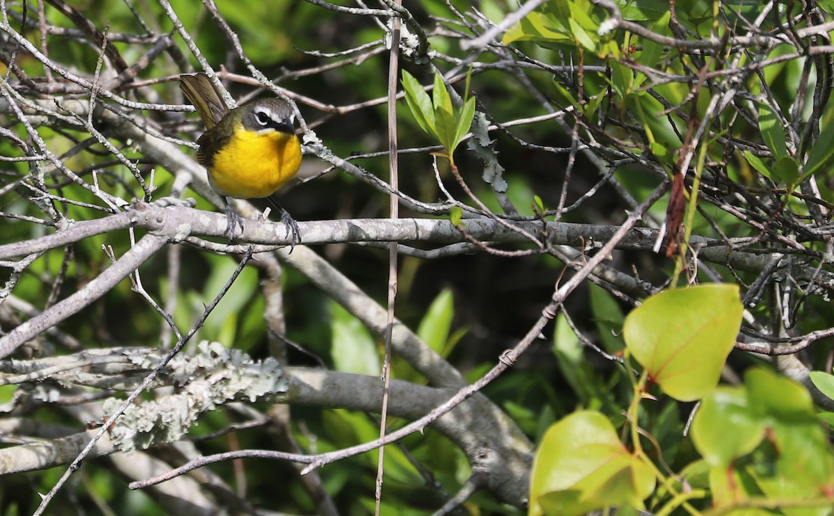 Yellow-breasted Chat - ML620278928