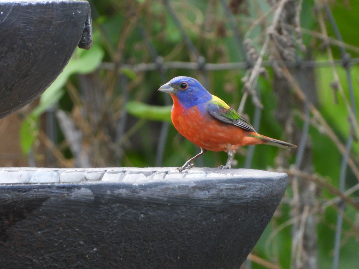 Painted Bunting - ML620278930