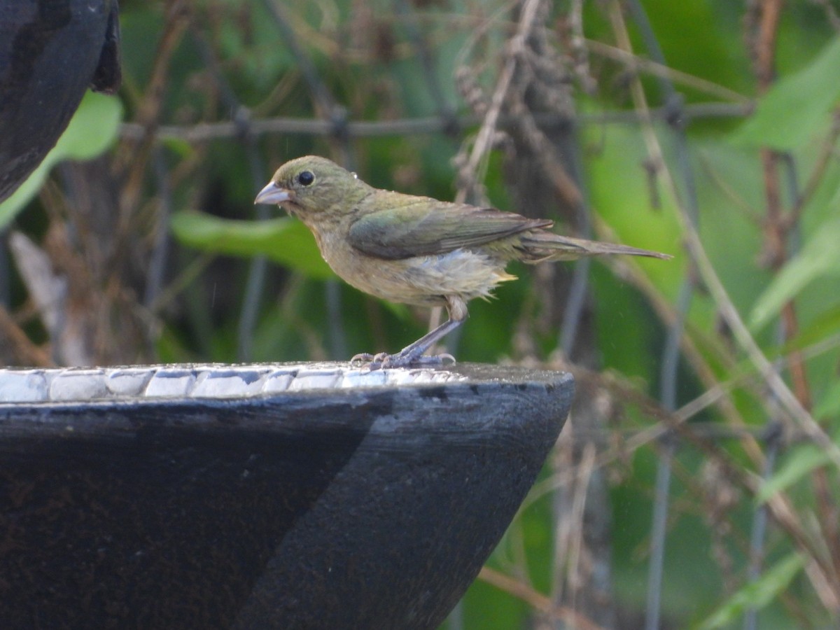Painted Bunting - ML620278931