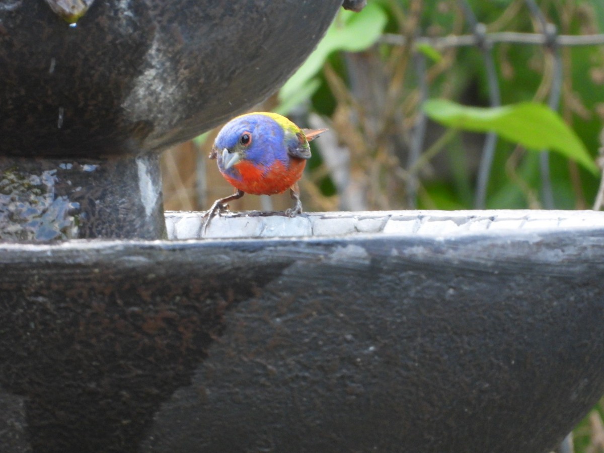 Painted Bunting - ML620278932