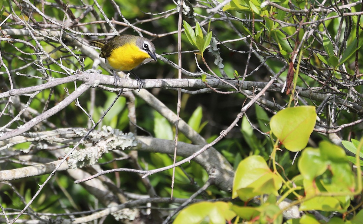 Yellow-breasted Chat - ML620278934