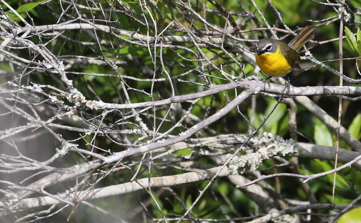 Yellow-breasted Chat - ML620278937