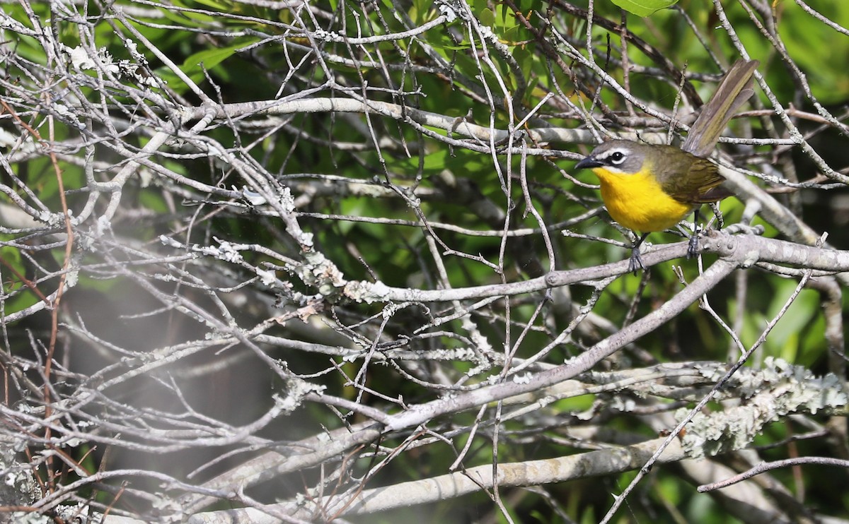 Yellow-breasted Chat - ML620278938