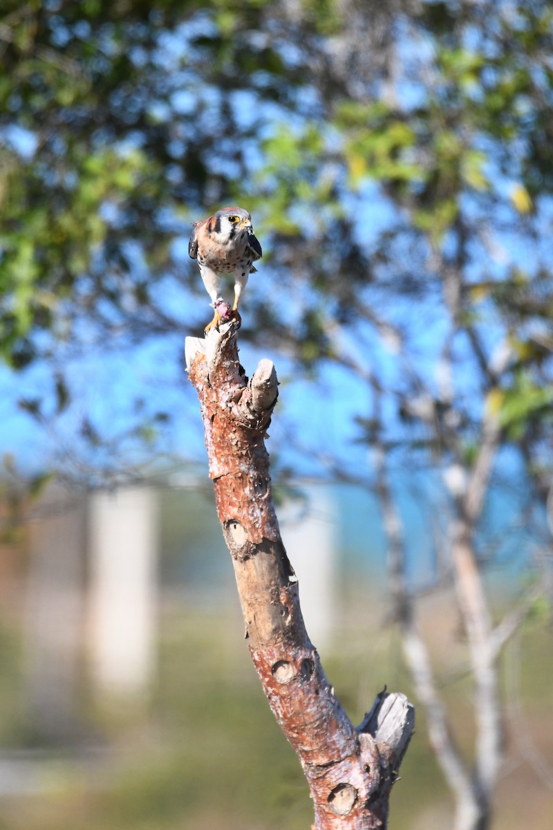 American Kestrel - ML620278939