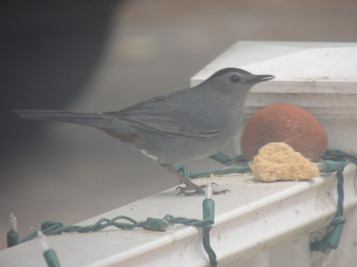 Gray Catbird - ML620278944