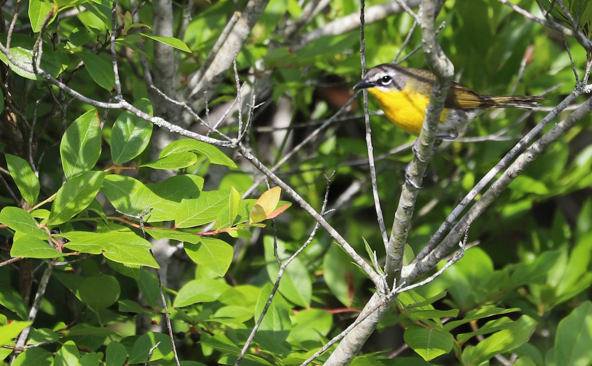 Yellow-breasted Chat - ML620278950