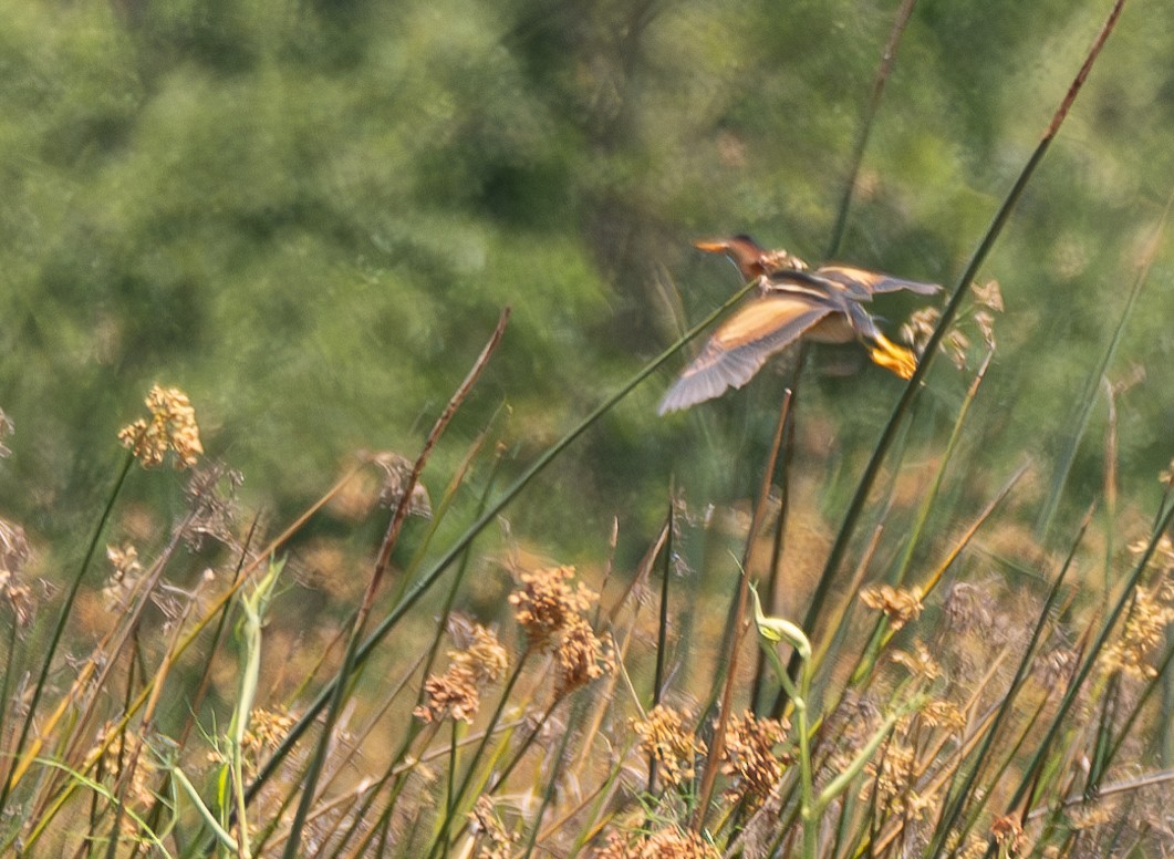 Least Bittern - ML620278951