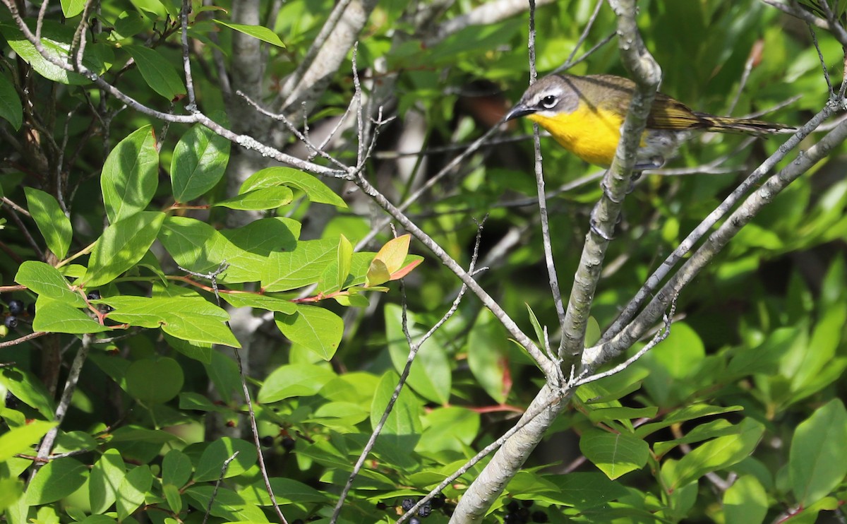 Yellow-breasted Chat - ML620278952