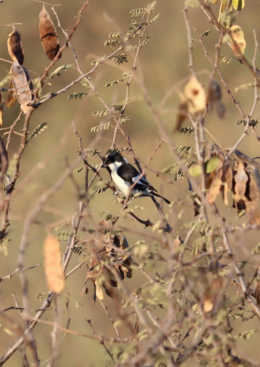 White-naped Tit - ML620278958