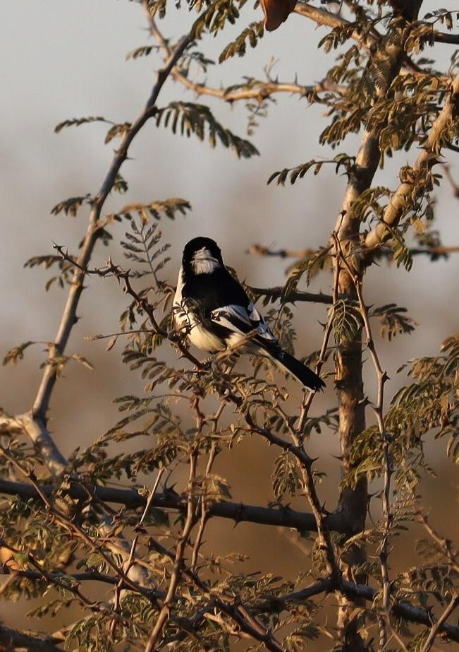 White-naped Tit - ML620278960