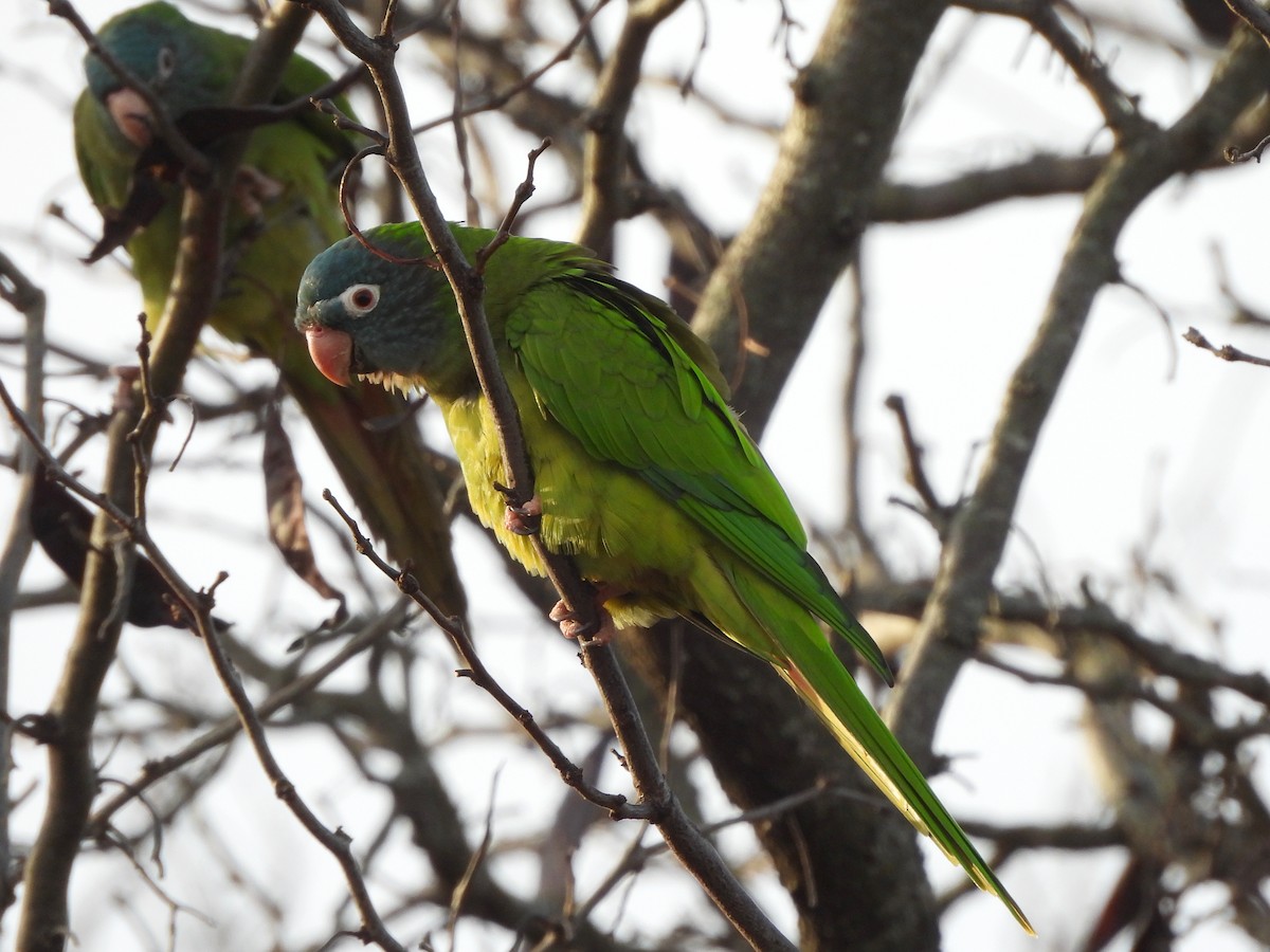 Blue-crowned Parakeet - Graciela  Antenucci