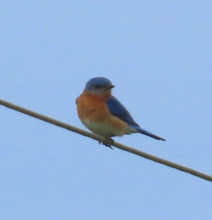 Eastern Bluebird - ML620278971