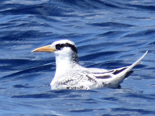 Red-billed Tropicbird - ML620278976