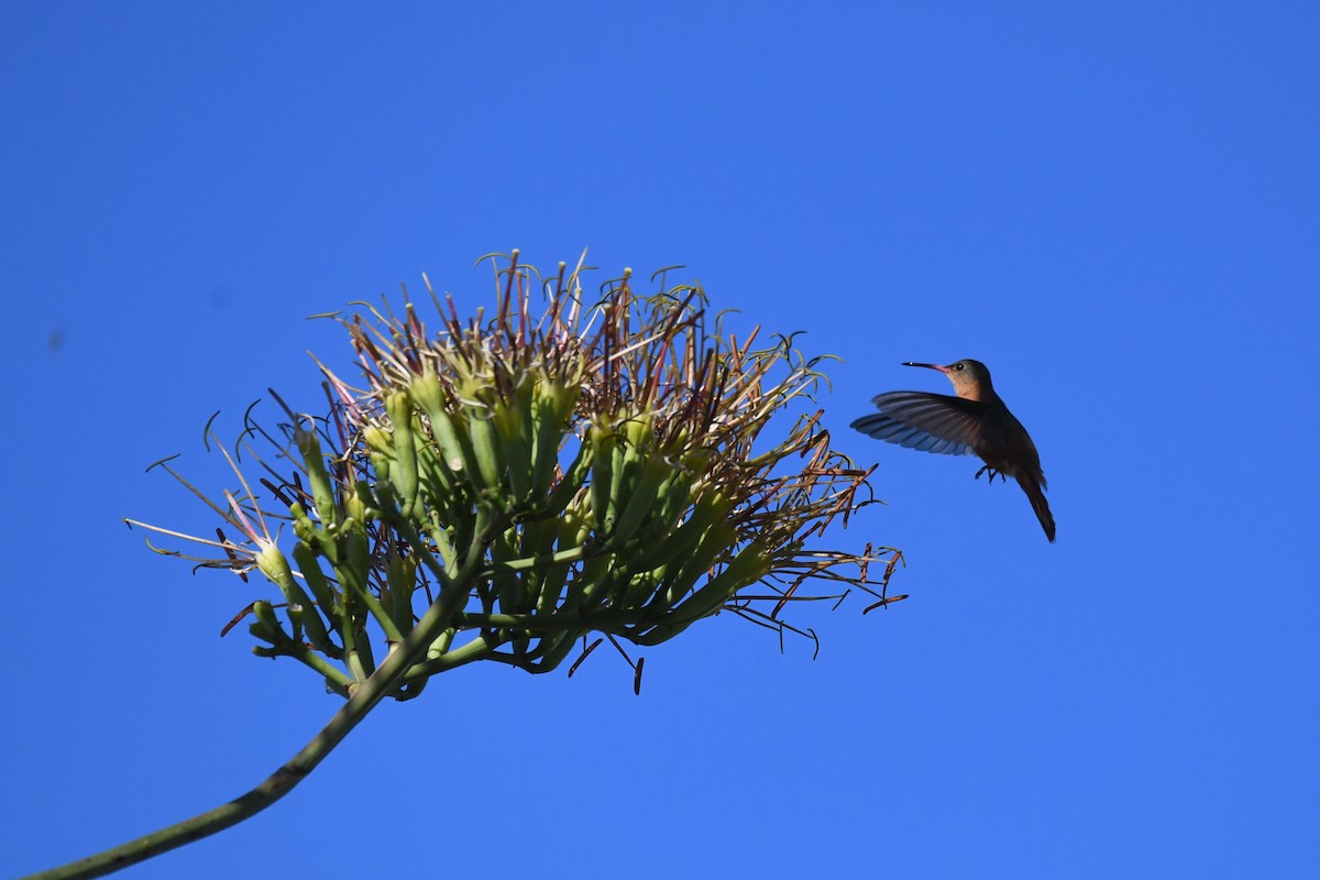 kolibřík ryšavý - ML620278977