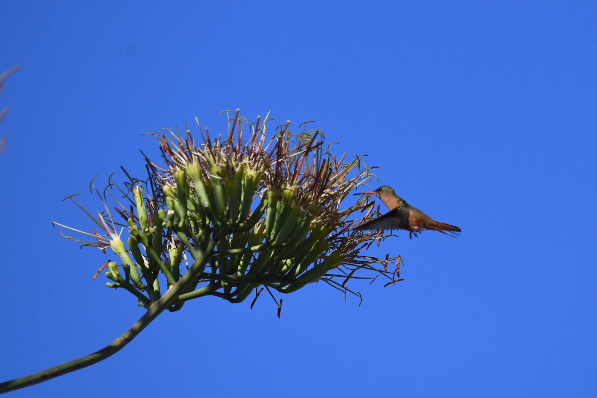 kolibřík ryšavý - ML620278978