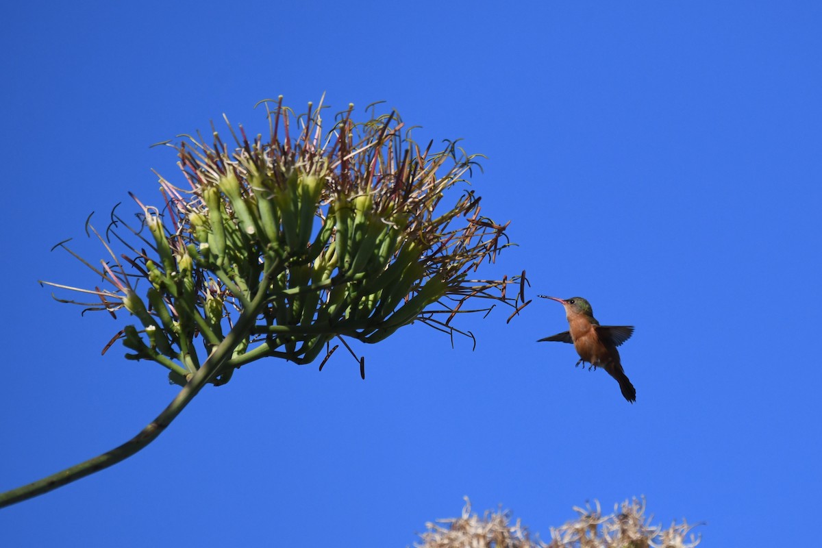 kolibřík ryšavý - ML620278979