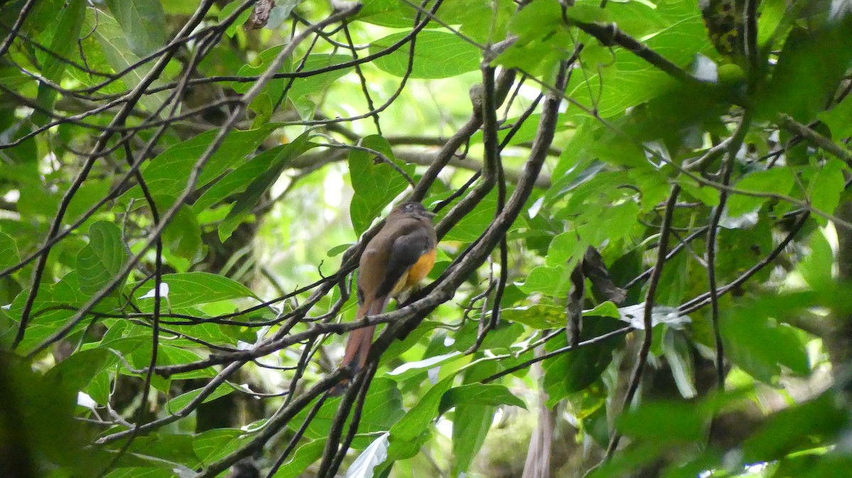 Collared Trogon - ML620278982