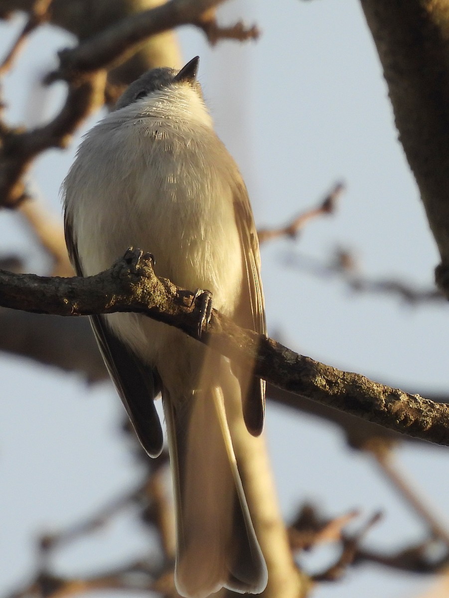 Suiriri Flycatcher - ML620278985