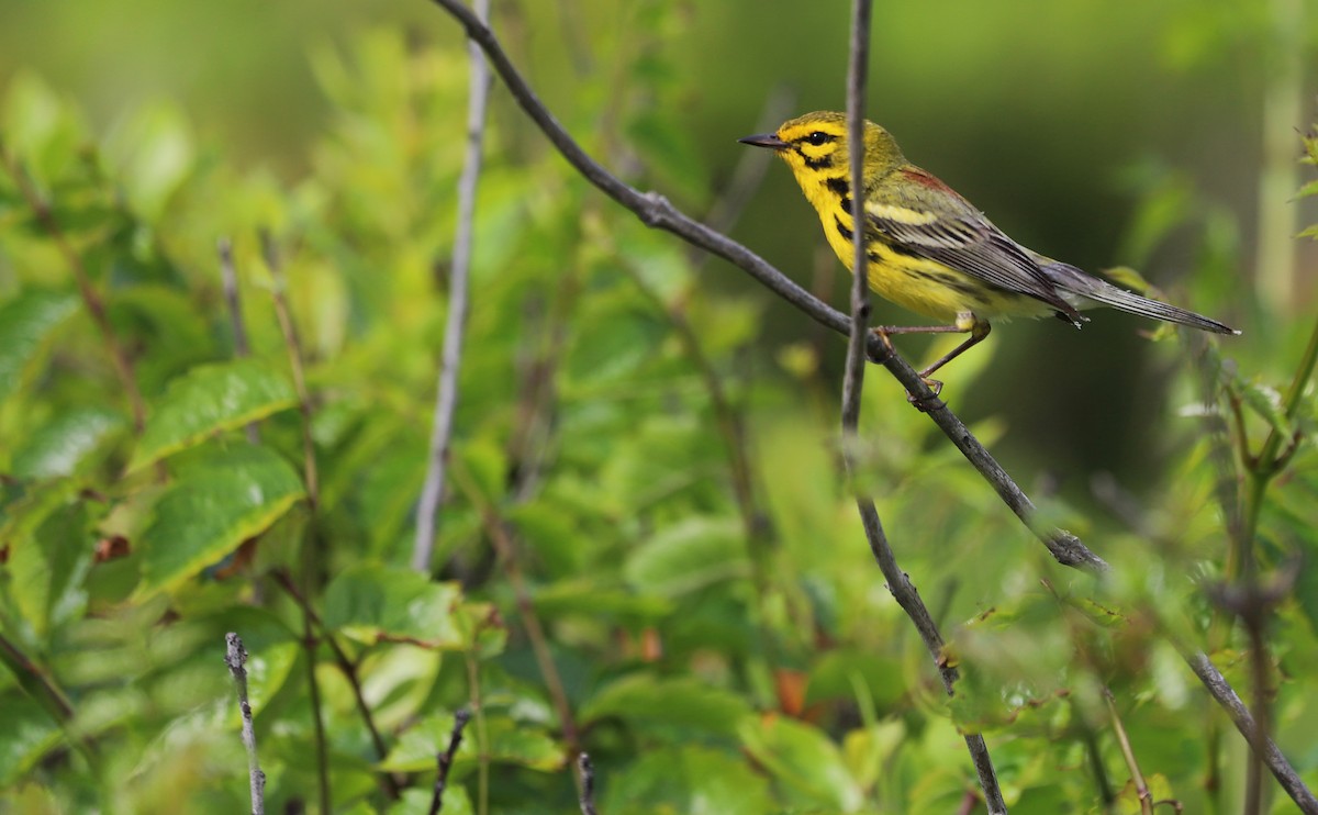 Prairie Warbler - ML620278986