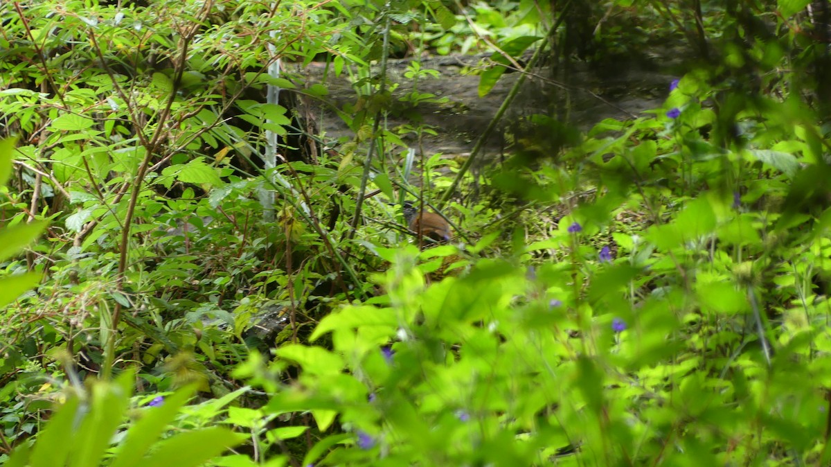 Troglodyte à poitrine grise - ML620278988