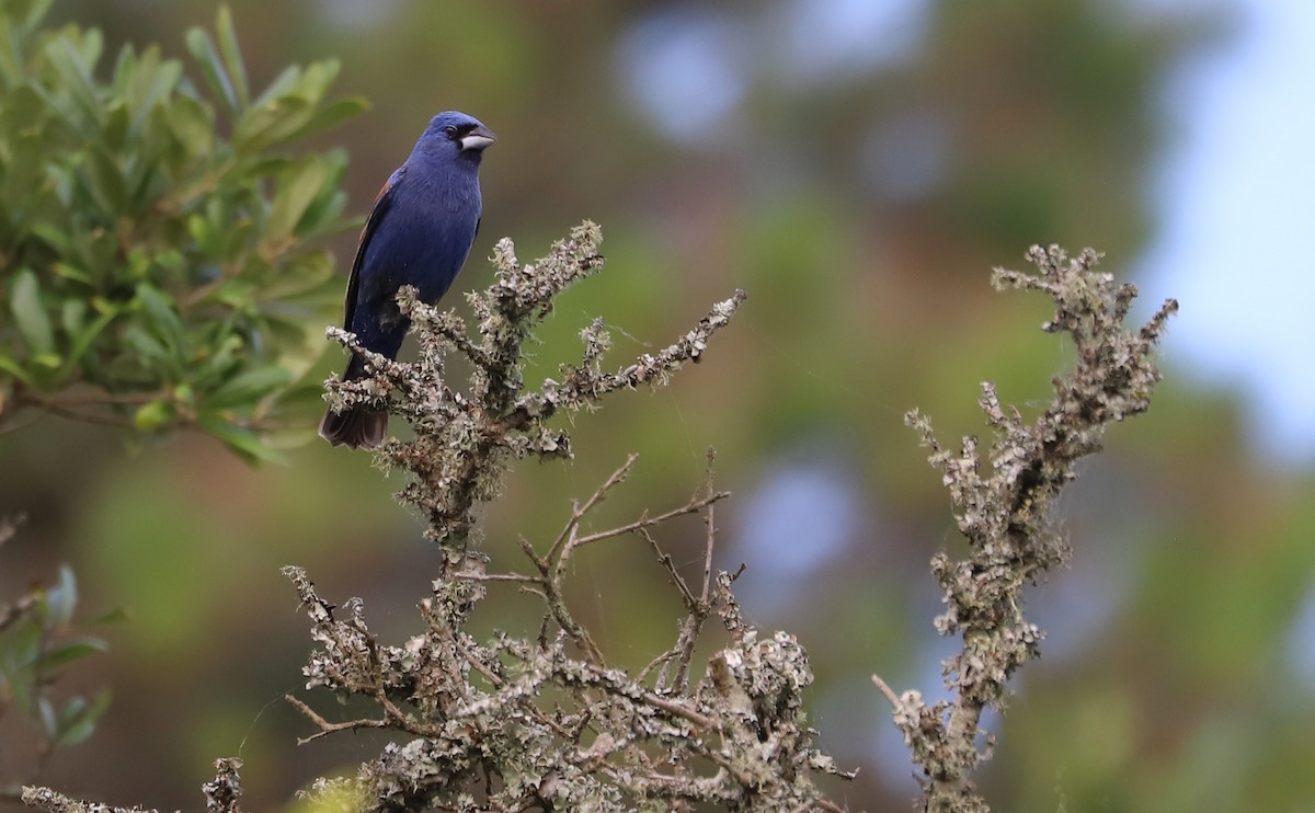 Blue Grosbeak - ML620278994