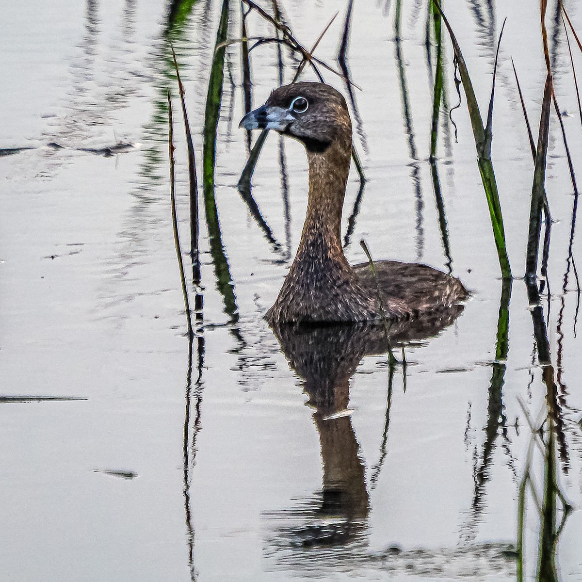 Pied-billed Grebe - ML620278995