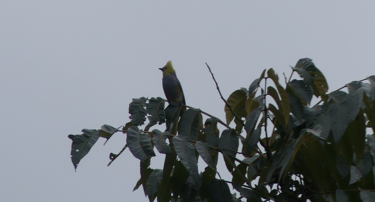 Long-tailed Silky-flycatcher - ML620278996