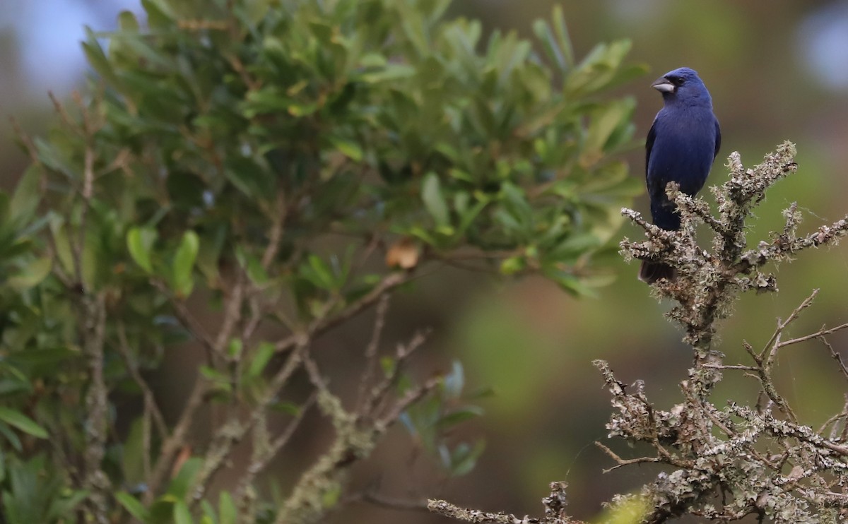 Blue Grosbeak - ML620278997